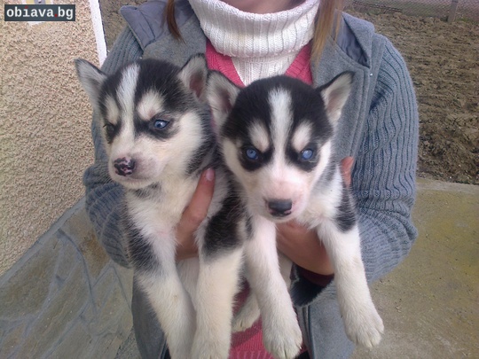Продавам кученца сибирско хаски | Кучета | Стара Загора
