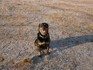 Продавам кучета Ротвайлерчета | Кучета  - София-град - image 5