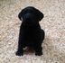 Продавам Черен Лабрадор | Кучета  - Велико Търново - image 1