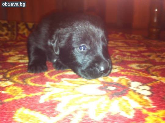 Продавам кученца Черен Лабрадор | Кучета | Пловдив