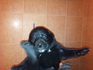 Продавам кученца Черен Лабрадор | Кучета  - Пловдив - image 1