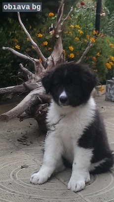 Българско овчарско куче | Кучета | Пазарджик