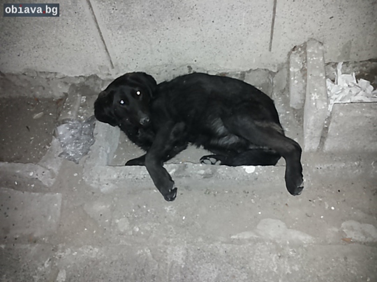 Изоставено куче | Кучета | Пловдив