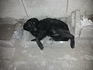 Изоставено куче | Кучета  - Пловдив - image 0