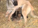 Малки кангали (sivas kangal)-Кучета