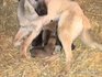 Малки кангали (sivas kangal) | Кучета  - Сливен - image 0