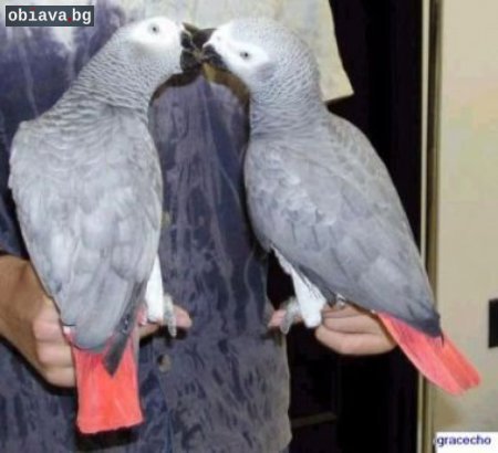 Мъжки и женски ДНК Изпробван African Конго Сивите папагали з | Птици | Варна