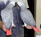 Мъжки и женски ДНК Изпробван African Конго Сивите папагали з-Птици