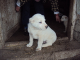 Продавам средноазиатски овчарки-Кучета
