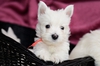Западнохайландски бял териер | Кучета  - Русе - image 4