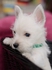 Западнохайландски бял териер | Кучета  - Русе - image 1