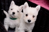 Западнохайландски бял териер | Кучета  - Русе - image 3