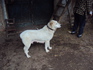 Продавам средноазиатски овчарки | Кучета  - София - image 6