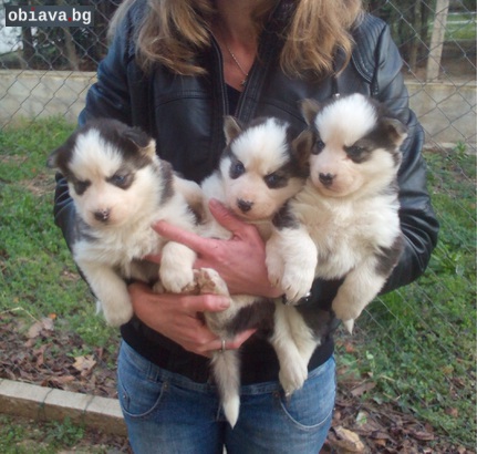 Продавам сибирски хъскита | Кучета | Велико Търново
