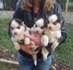 Продавам сибирски хъскита | Кучета  - Велико Търново - image 0