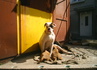 Боксер | Кучета  - Хасково - image 2