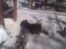 Сибирски хъскита | Кучета  - Стара Загора - image 6