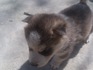 Сибирски хъскита | Кучета  - Стара Загора - image 7