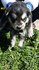 Хъски | Кучета  - Ямбол - image 5