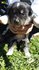 Хъски | Кучета  - Ямбол - image 7