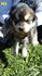 Хъски | Кучета  - Ямбол - image 9