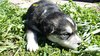 Хъски | Кучета  - Ямбол - image 10