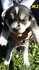 Хъски | Кучета  - Ямбол - image 11