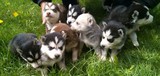 Сибирски хъскита-Кучета