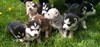 Сибирски хъскита | Кучета  - Монтана - image 0