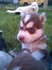 Сибирски хъскита | Кучета  - Монтана - image 5