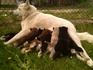 Сибирски хъскита | Кучета  - Монтана - image 13
