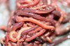 Продава червени калифорнийски червеи и биотор | Влечуги  - Плевен - image 1