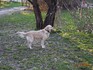 Продавам кученца, порода Голдън ретривър | Кучета  - Варна - image 1