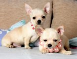 Мъжко и женско мини Чихуахуа цвят бял-кремав-Кучета