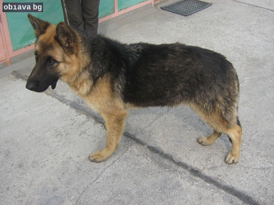 Немска овчарка 9 месеца | Кучета | Пазарджик