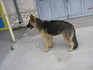 Немска овчарка 9 месеца | Кучета  - Пазарджик - image 1