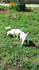 Лабрадор | Кучета  - Велико Търново - image 1