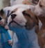 Американски Стафордширски Териер | Кучета  - София-град - image 7