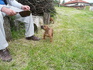 Родезийски Риджбек | Кучета  - Стара Загора - image 8