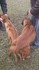 Родезийски Риджбек | Кучета  - Стара Загора - image 14