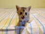 Подарявам коте Кайли | Котки  - Пловдив - image 3