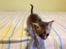 Подарявам коте Кайли | Котки  - Пловдив - image 4