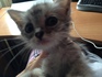 Подарявам коте Кайли | Котки  - Пловдив - image 6