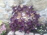Оксалис регнели (oxalis regnellii) - цвете на щастието | Дом и Градина  - Сливен - image 0
