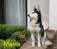 Продавам чистокръвни кученца Хъски | Кучета  - София-град - image 7