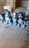 Продавам сибирски хъскита | Кучета  - Велико Търново - image 2