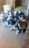 Продавам сибирски хъскита | Кучета  - Велико Търново - image 3