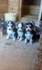 Продавам сибирски хъскита | Кучета  - Велико Търново - image 0