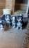 Продавам сибирски хъскита | Кучета  - Велико Търново - image 1