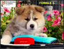 Акита Ину от лиценциран развъдник | Кучета  - Перник - image 1